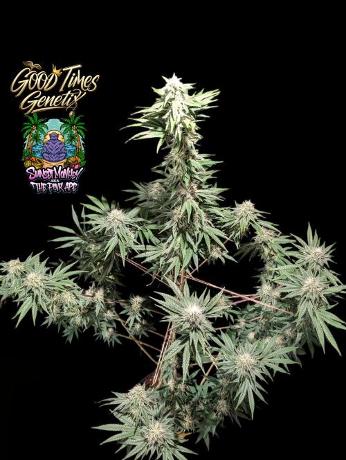 Sunset Monkey - Good Times Genetix - BTN. Week 12