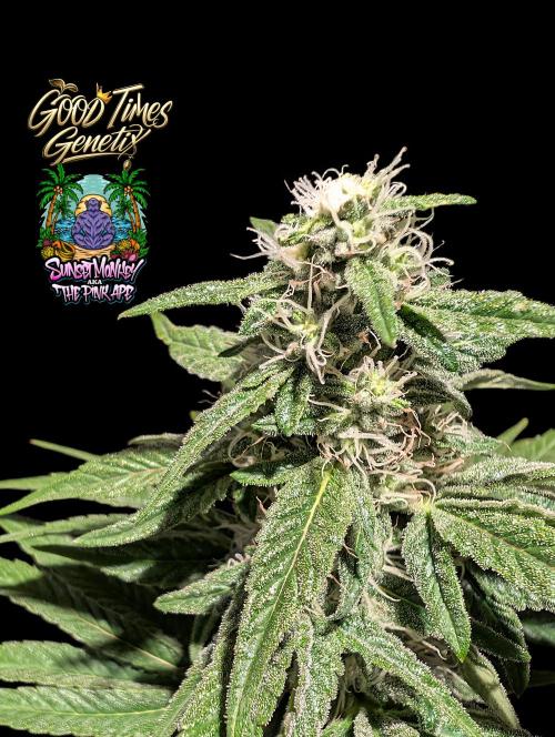 Sunset Monkey - Good Times Genetix - BTN. Week 12