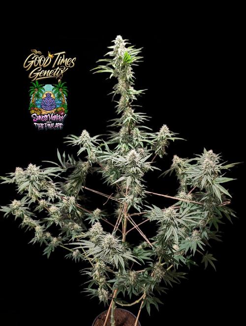 Sunset Monkey - Good Times Genetix - BTN. Week 12