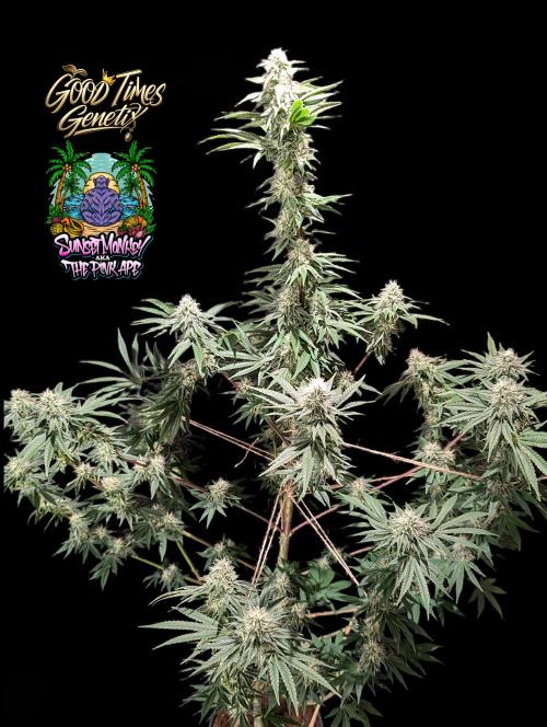 Sunset Monkey - Good Times Genetix - BTN. Week 12