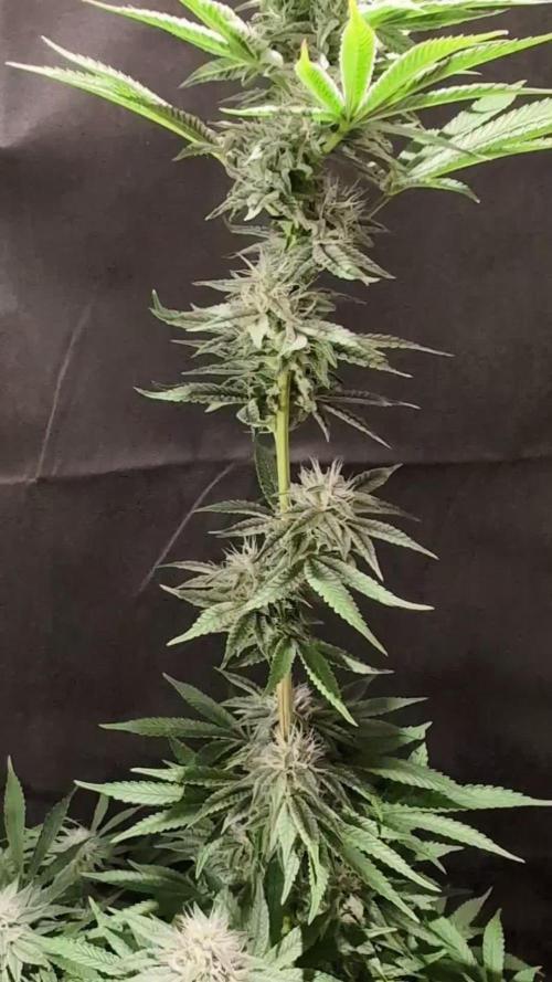 Sunset Monkey-Good Times Genetix-Wdfx
