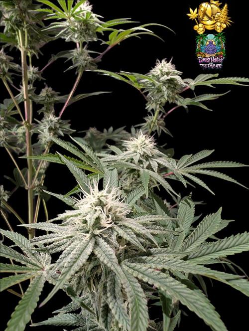 Sunset Monkey-Good Times Genetix-Wdfx. Week 12