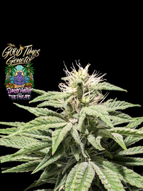 Sunset Monkey-Good Times Genetix-Wdfx. Week 12