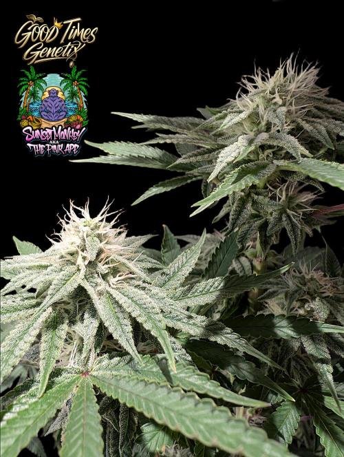 Sunset Monkey-Good Times Genetix-Wdfx. Week 12