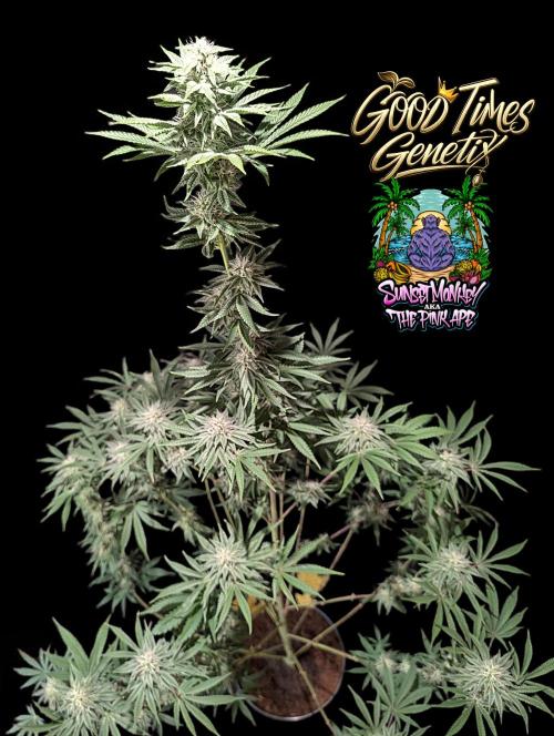 Sunset Monkey-Good Times Genetix-Wdfx. Week 12