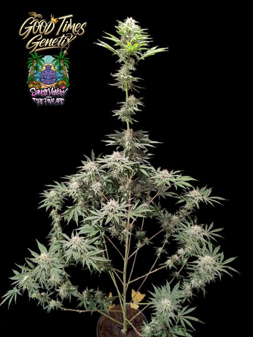 Sunset Monkey-Good Times Genetix-Wdfx. Week 12