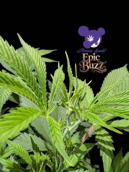 Epic Buzz - Anesia - Bio Tabs NL - VS.. Week 7