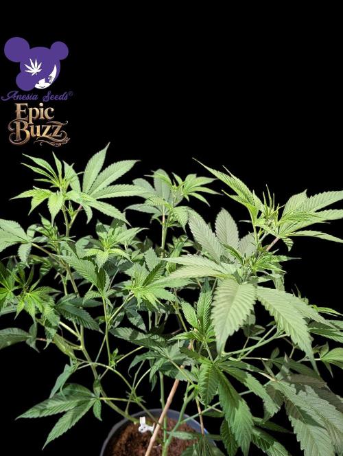 Epic Buzz - Anesia - Bio Tabs NL - VS.. Week 7