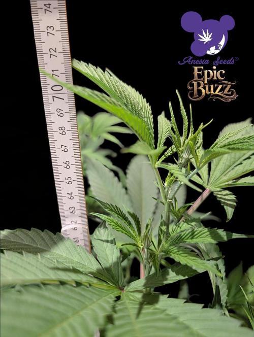 Epic Buzz - Anesia - Bio Tabs NL - VS.. Week 7