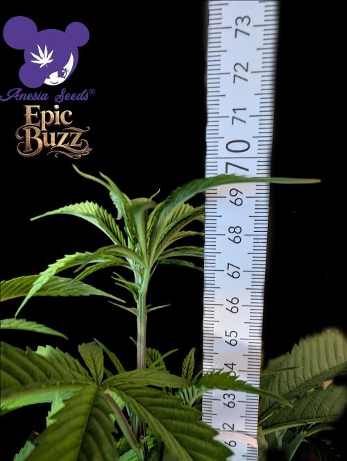 Epic Buzz - Anesia - Weedefix - VS.. Week 7