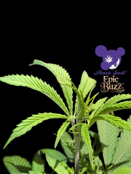Epic Buzz - Anesia - Weedefix - VS.. Week 7