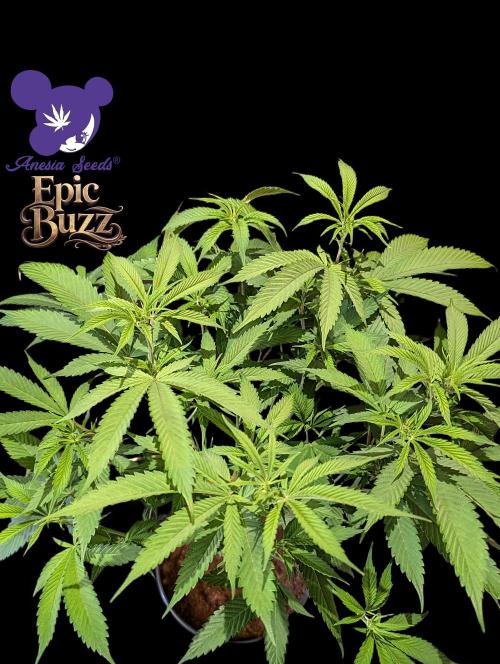 Epic Buzz - Anesia - Weedefix - VS.. Week 7