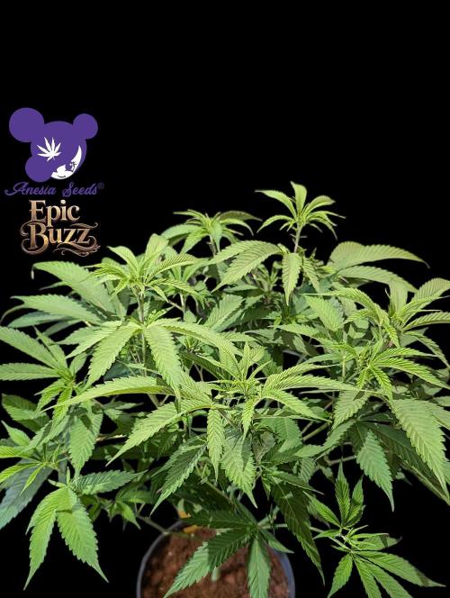 Epic Buzz - Anesia - Weedefix - VS.. Week 7