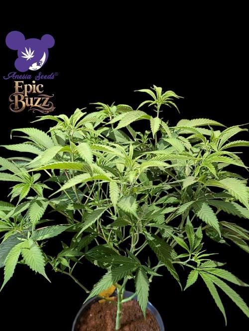Epic Buzz - Anesia - Weedefix - VS.. Week 7