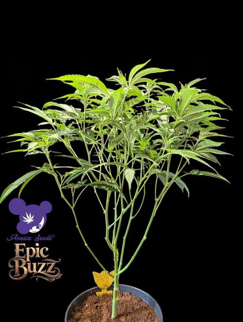 Epic Buzz - Anesia - Weedefix - VS.. Week 7