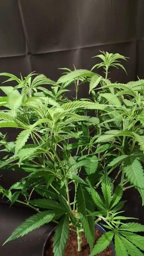 Epic Buzz - Anesia - Weedefix - VS.