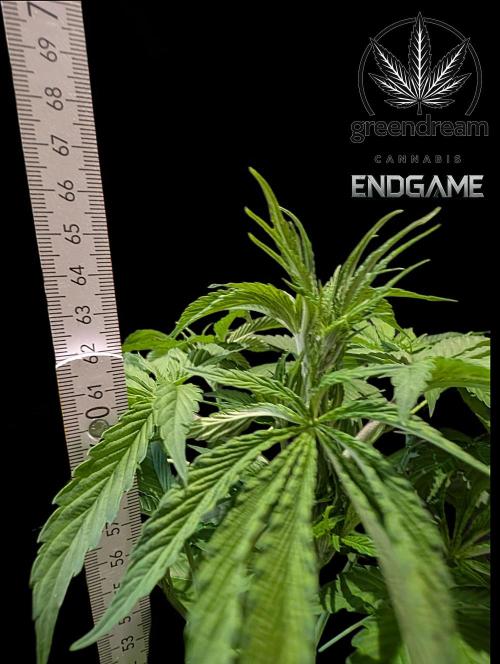 Tetraploid Grow - Endgame - Greendream. Week 5