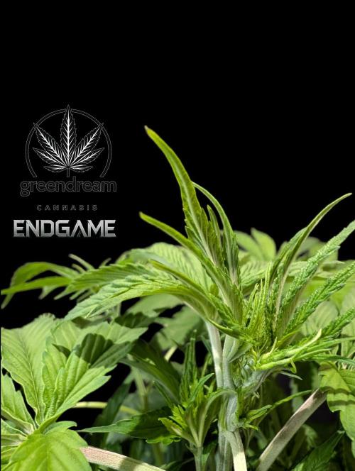 Tetraploid Grow - Endgame - Greendream. Week 5