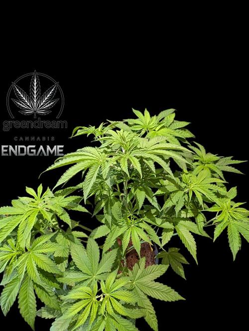 Tetraploid Grow - Endgame - Greendream. Week 5