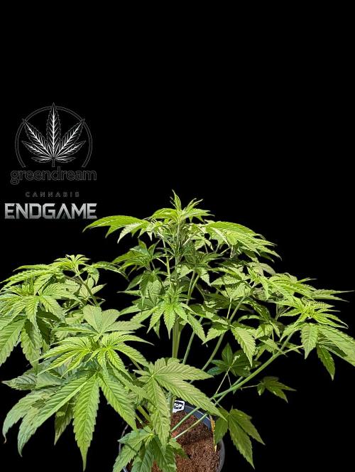 Tetraploid Grow - Endgame - Greendream. Week 5