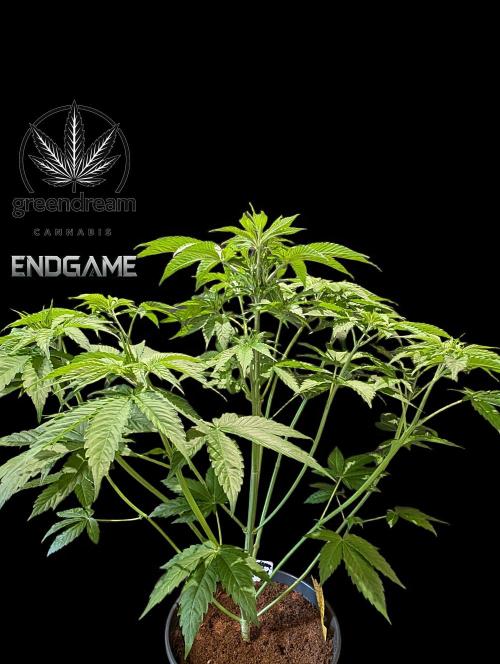 Tetraploid Grow - Endgame - Greendream. Week 5