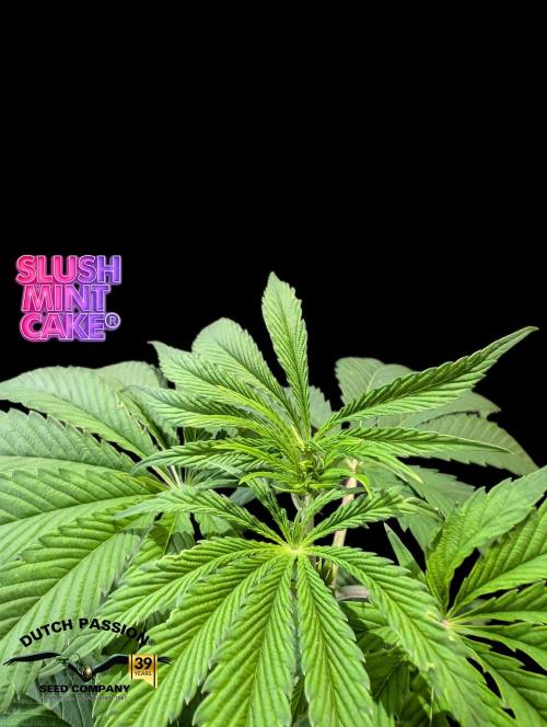 Slush Mint Cake - DP - Bio Tabs NL Grow. Week 5
