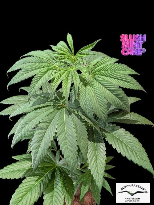 Slush Mint Cake - DP - Bio Tabs NL Grow. Week 5