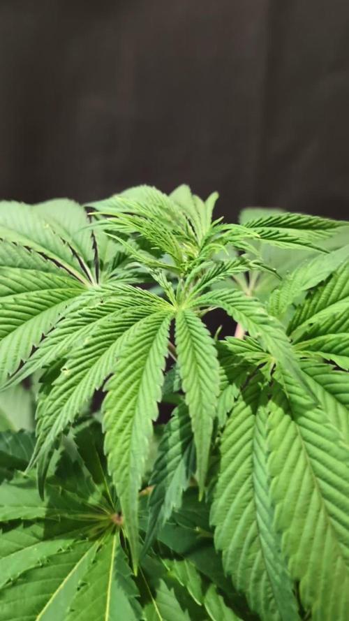 Slush Mint Cake - DP - Bio Tabs NL Grow