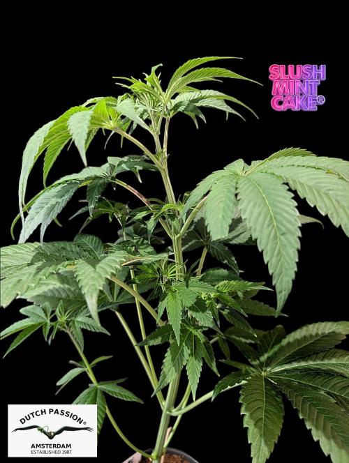 Slush Mint Cake - DP - Bio Tabs NL Grow. Week 5