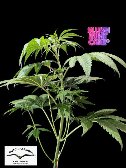 Slush Mint Cake - DP - Bio Tabs NL Grow. Week 5