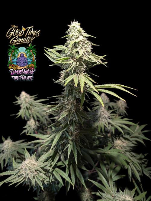 Sunset Monkey - Good Times Genetix - BTN. Week 13