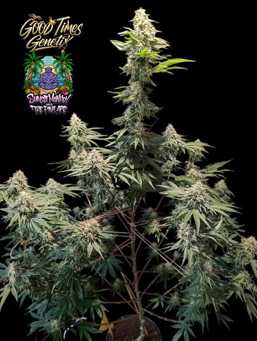Sunset Monkey - Good Times Genetix - BTN. Week 13