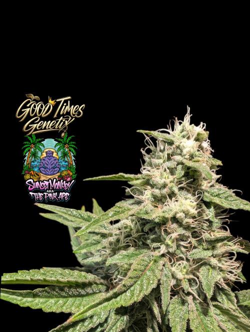 Sunset Monkey - Good Times Genetix - BTN. Week 13