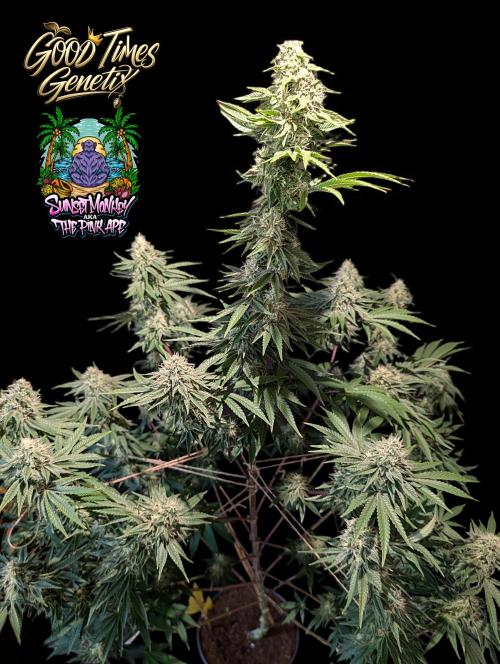 Sunset Monkey - Good Times Genetix - BTN. Week 13