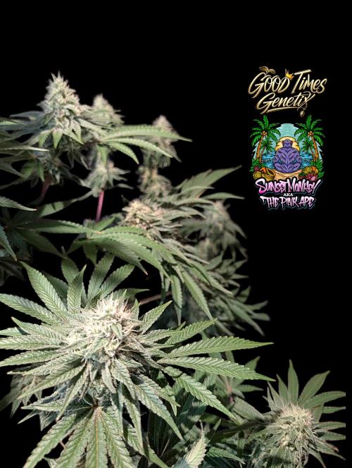 Sunset Monkey - Good Times Genetix - BTN. Week 13