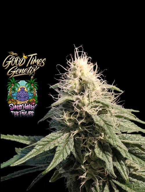 Sunset Monkey - Good Times Genetix - BTN. Week 13
