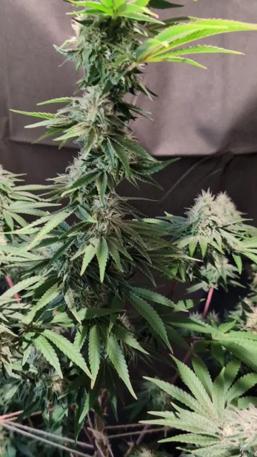 Sunset Monkey - Good Times Genetix - BTN