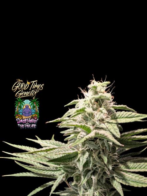 Sunset Monkey-Good Times Genetix-Wdfx. Week 13