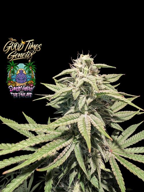 Sunset Monkey-Good Times Genetix-Wdfx. Week 13