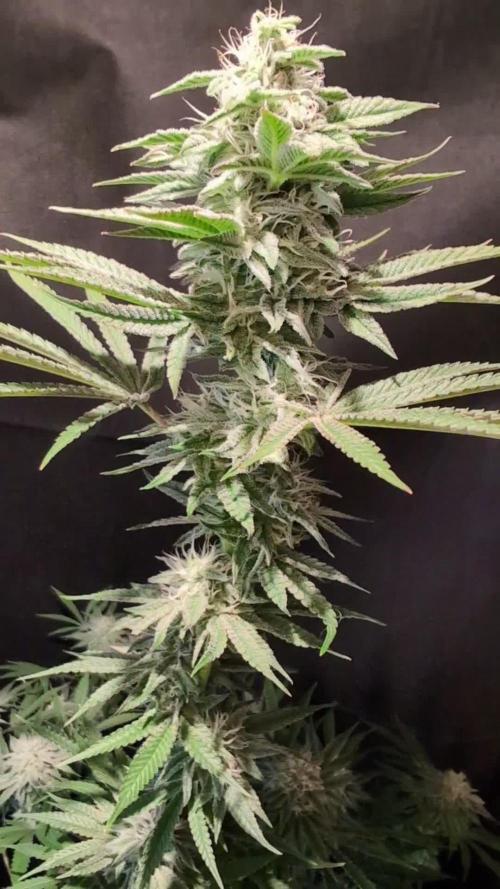 Sunset Monkey-Good Times Genetix-Wdfx