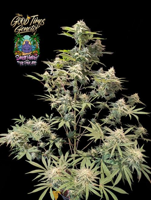 Sunset Monkey-Good Times Genetix-Wdfx. Week 13