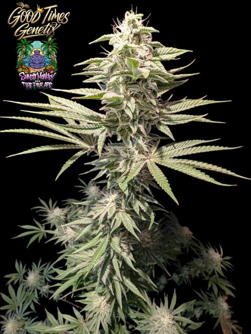 Sunset Monkey-Good Times Genetix-Wdfx. Week 13