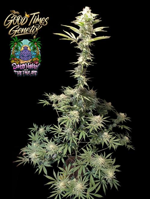 Sunset Monkey-Good Times Genetix-Wdfx. Week 13