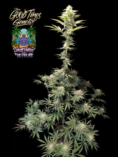Sunset Monkey-Good Times Genetix-Wdfx. Week 13