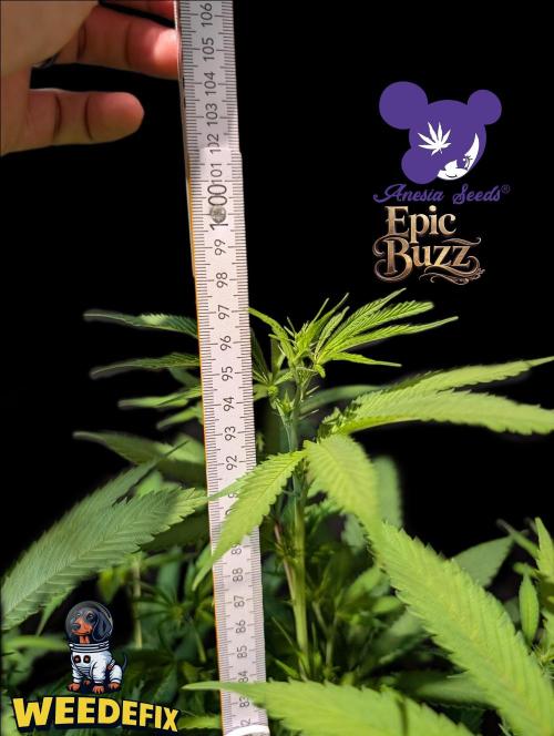 Epic Buzz - Anesia - Weedefix - VS.. Week 8