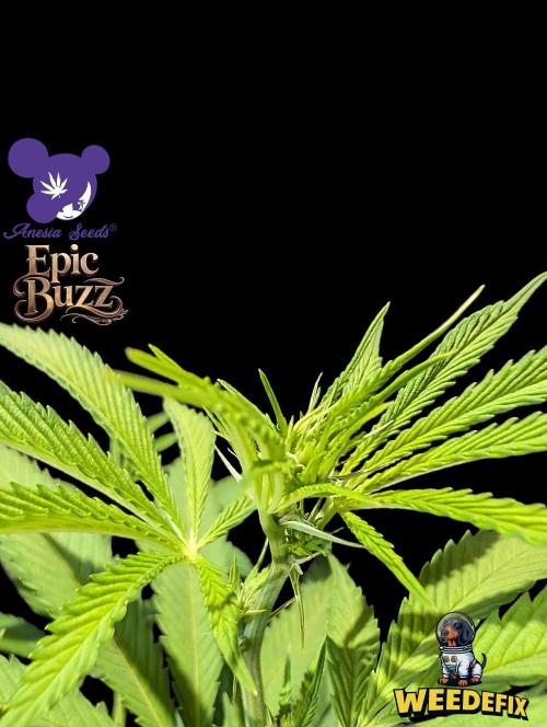 Epic Buzz - Anesia - Weedefix - VS.. Week 8