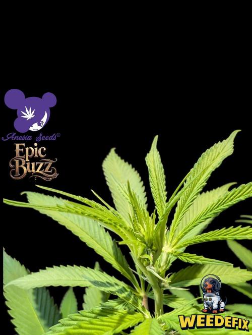 Epic Buzz - Anesia - Weedefix - VS.. Week 8
