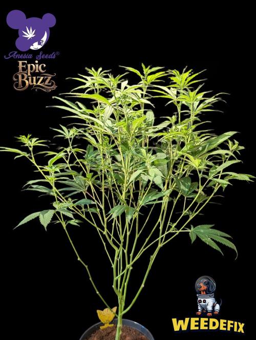 Epic Buzz - Anesia - Weedefix - VS.. Week 8