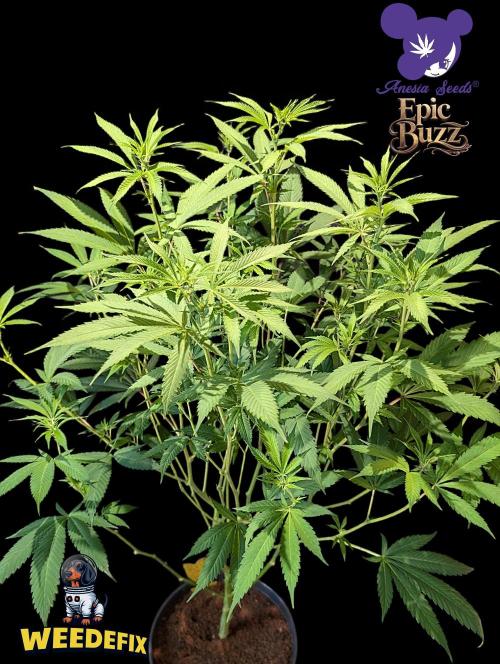 Epic Buzz - Anesia - Weedefix - VS.. Week 8
