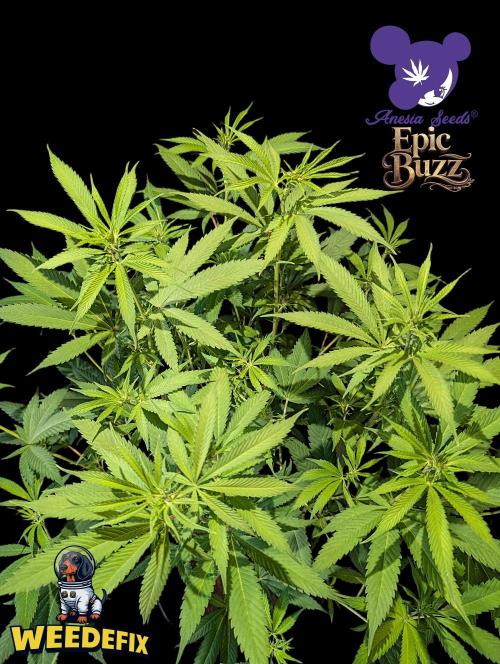 Epic Buzz - Anesia - Weedefix - VS.. Week 8